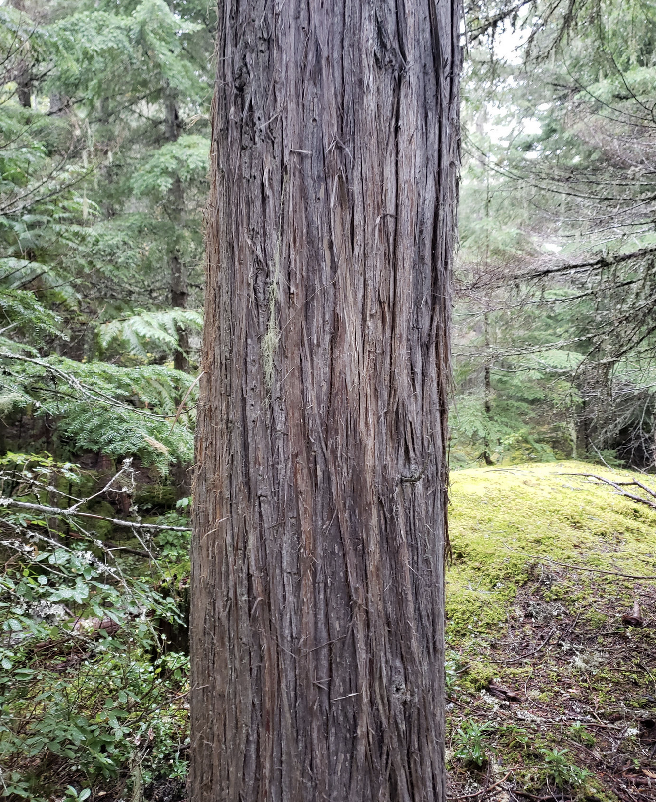 Cedar trunks are lighter in color, and have flat, elongated bark that sheds a little