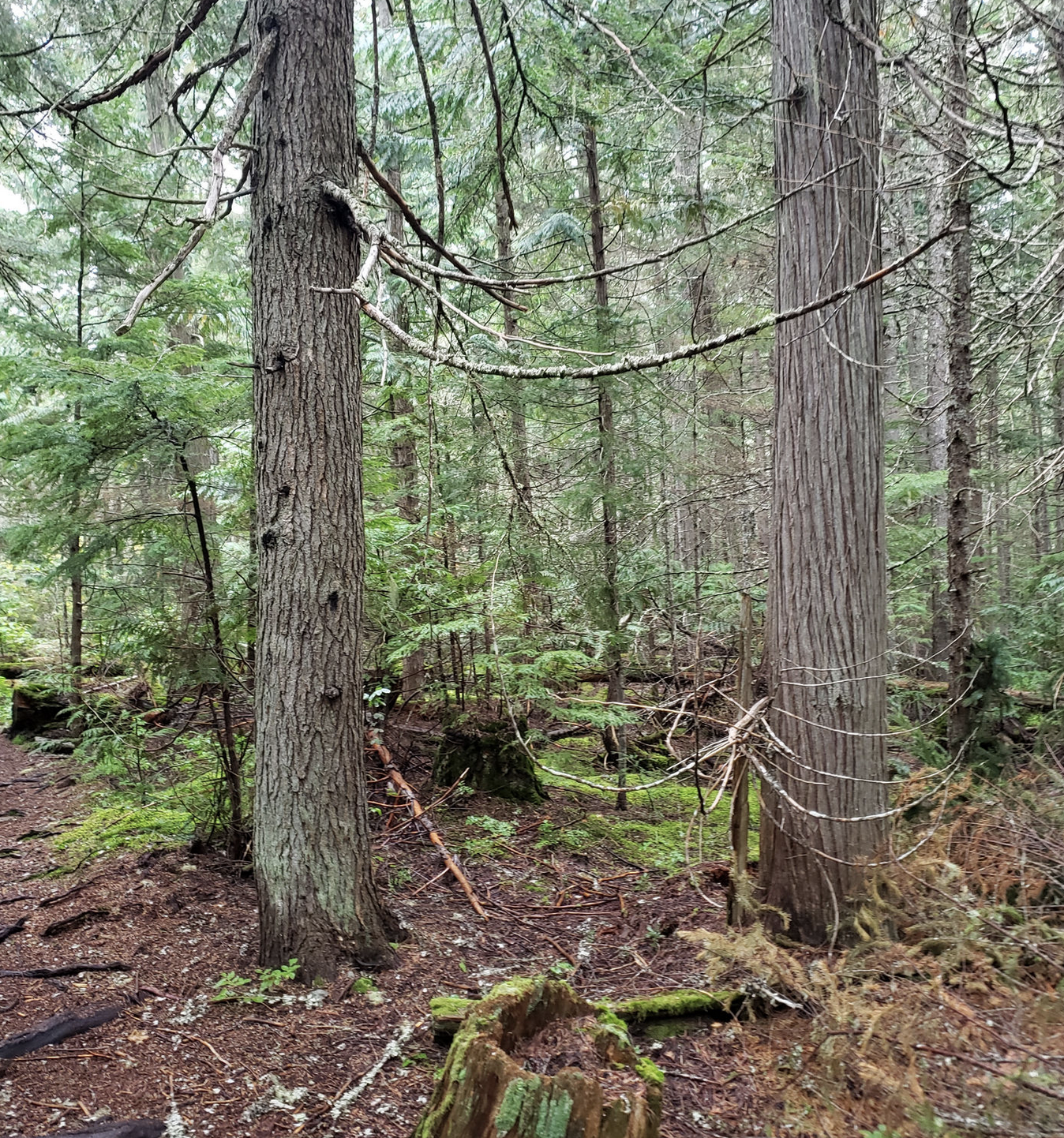 Left is a fir, right is a cedar